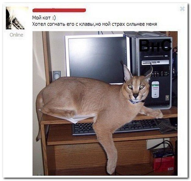 Смешные комментарии из социальных сетей (40 фото)