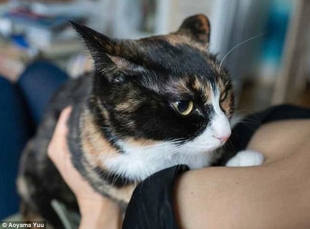 'Котики и груди': Японец выпустил эротический фотоальбом с терапевтическим эффектом