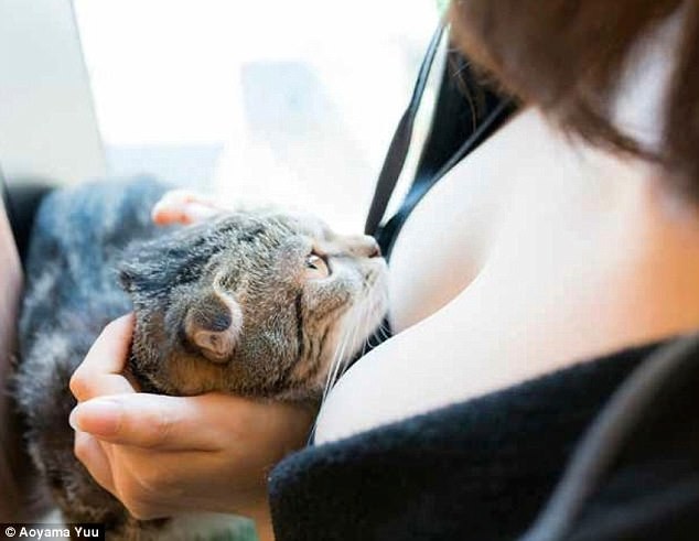 'Котики и груди': Японец выпустил эротический фотоальбом с терапевтическим эффектом