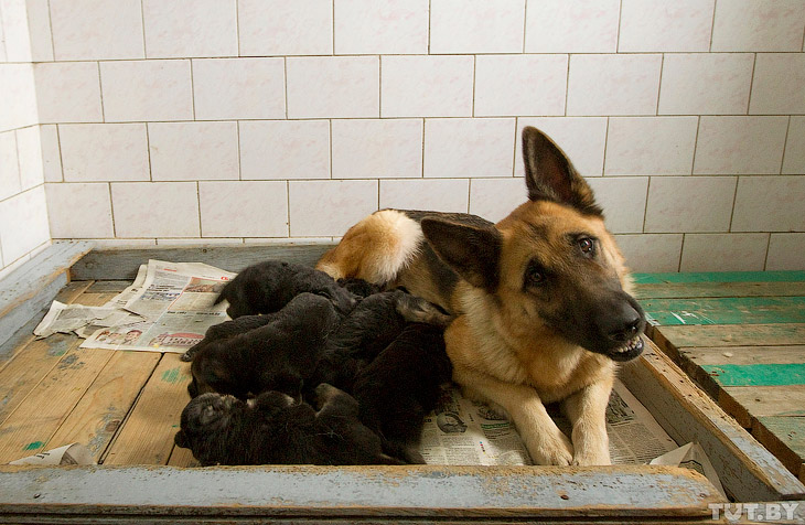 Как щенки становятся защитниками границы