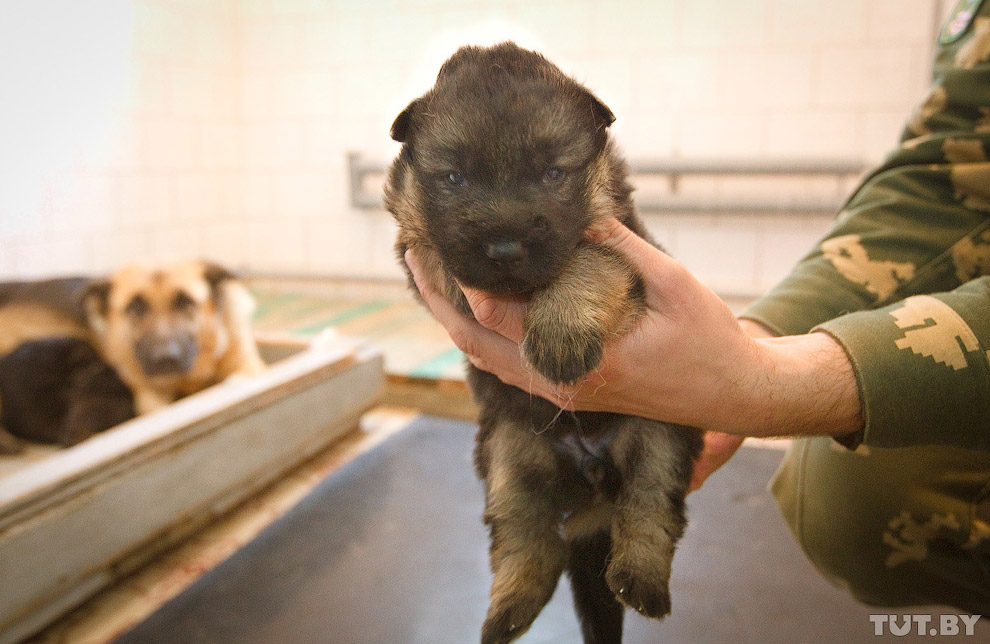 Как щенки становятся защитниками границы