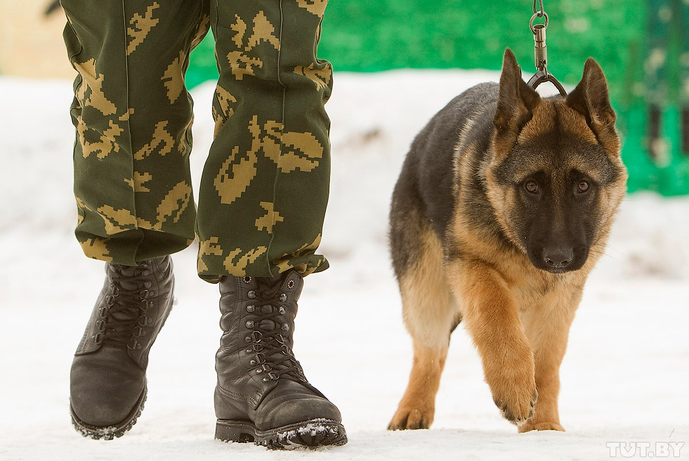 Как щенки становятся защитниками границы