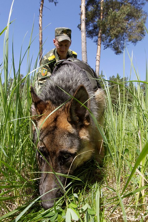 Как щенки становятся защитниками границы