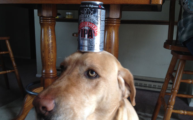 5 главных правил полицейской собаки