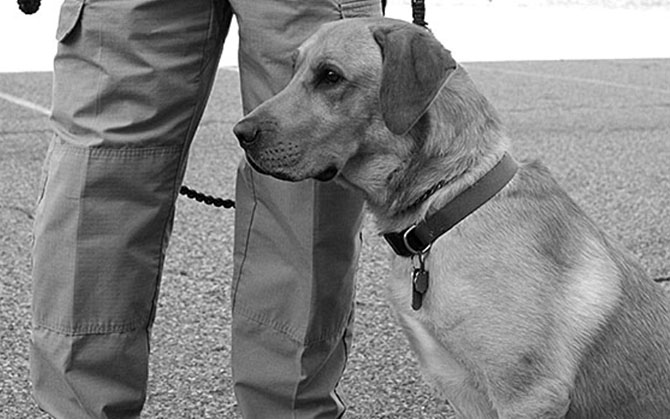 5 главных правил полицейской собаки