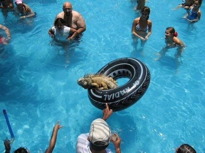 Прикольные картинки