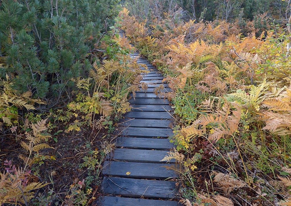 Медведи на Камчатке