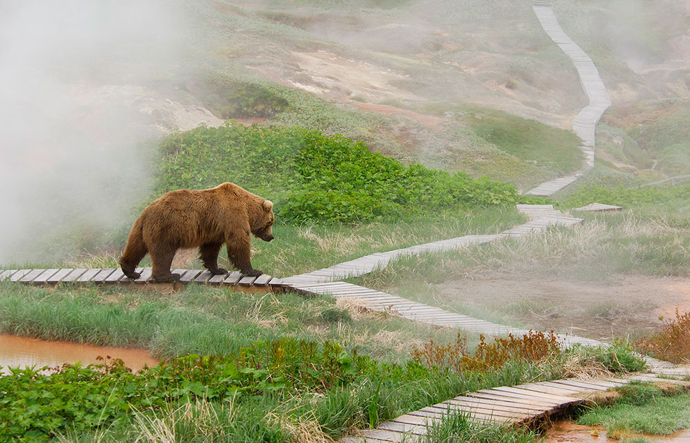 Медведи на Камчатке