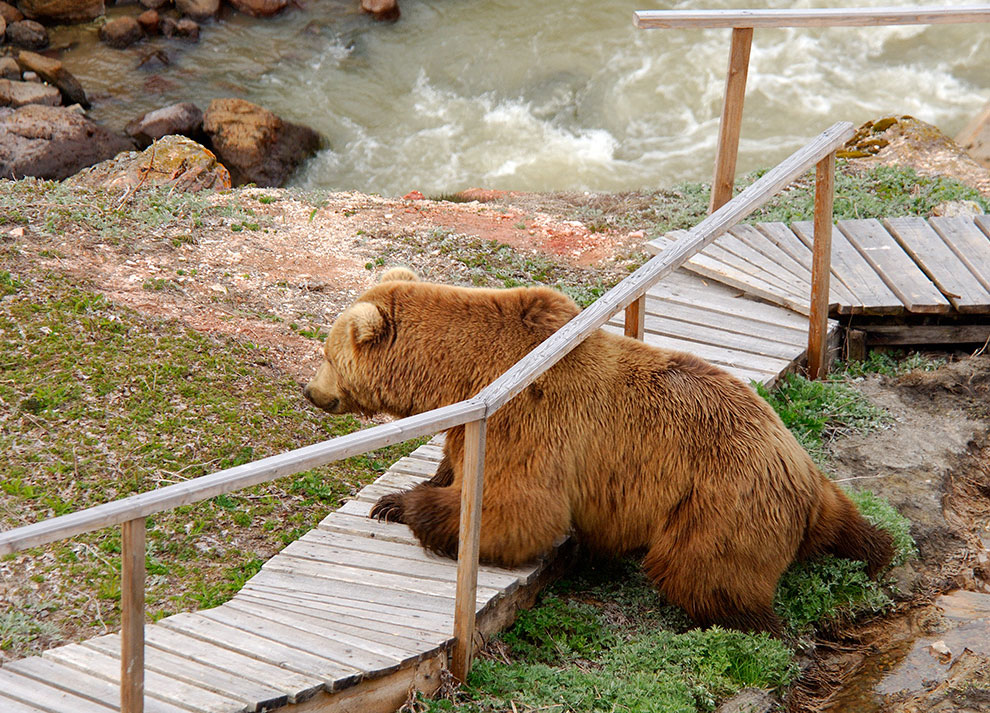 Медведи на Камчатке