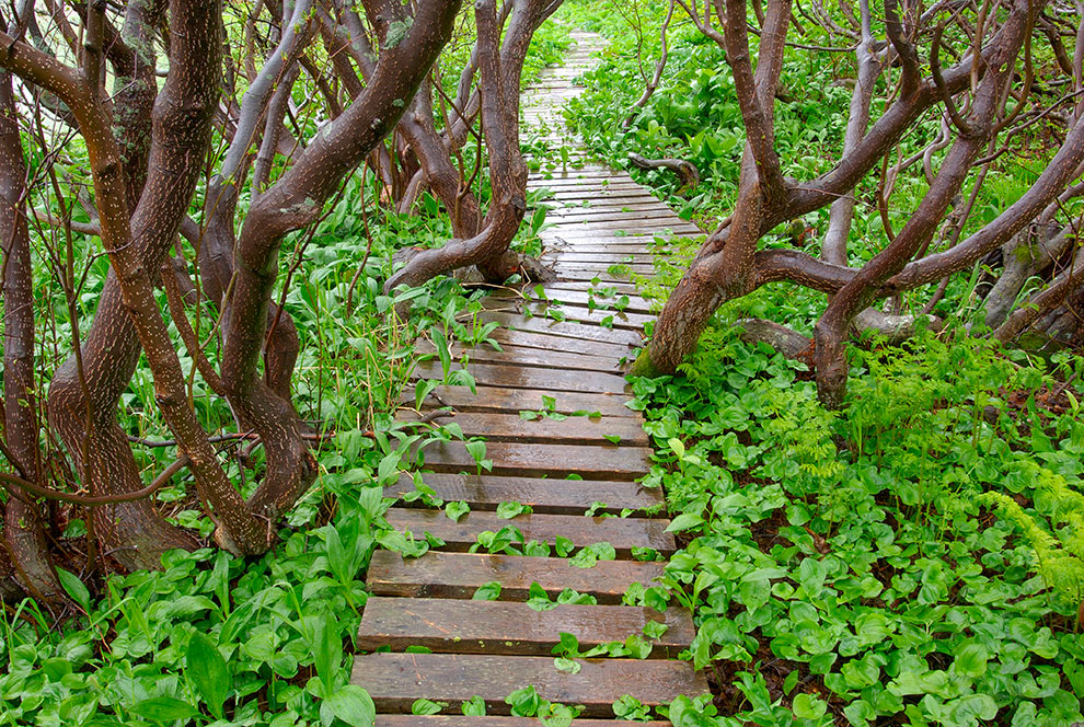 Медведи на Камчатке