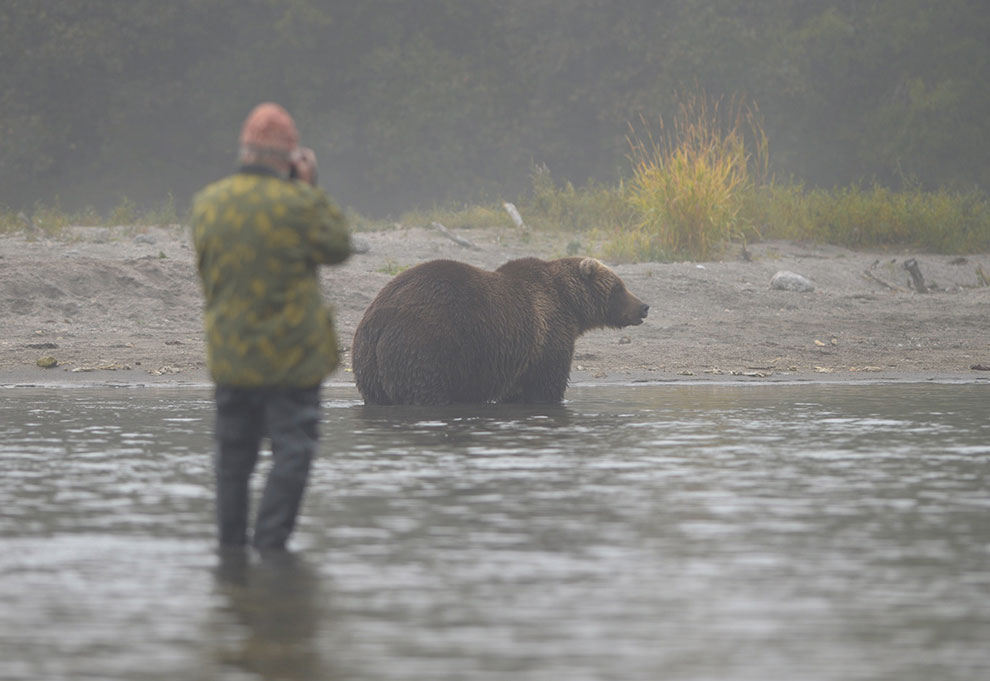 Медведи на Камчатке