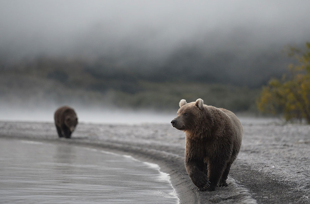 Медведи на Камчатке