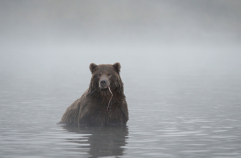 Медведи на Камчатке