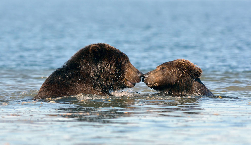 Медведи на Камчатке