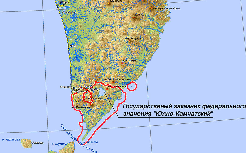 Медведи на Камчатке