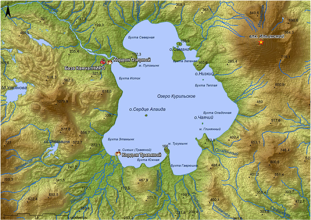 Медведи на Камчатке