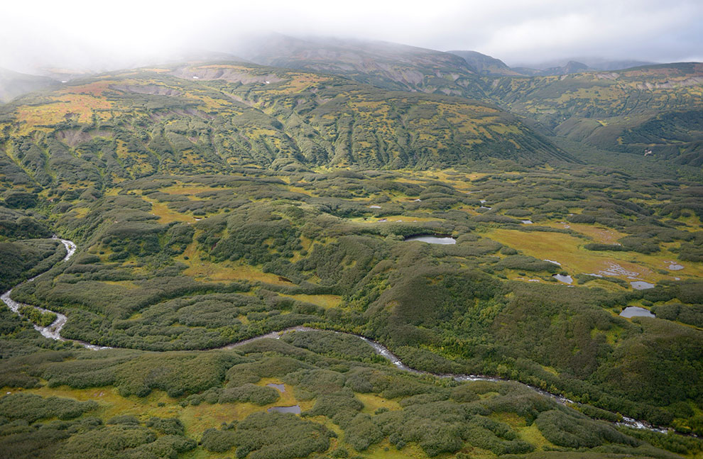 Медведи на Камчатке