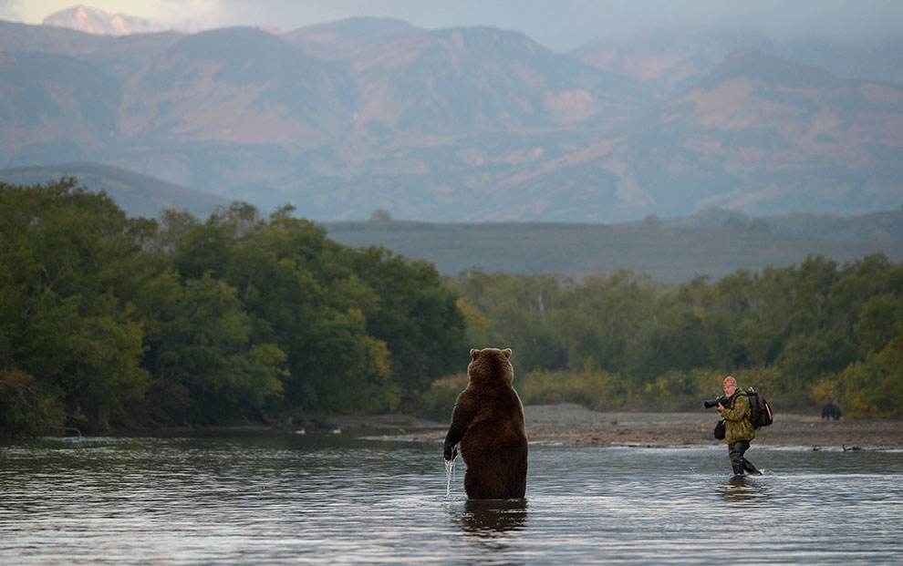 Медведи на Камчатке