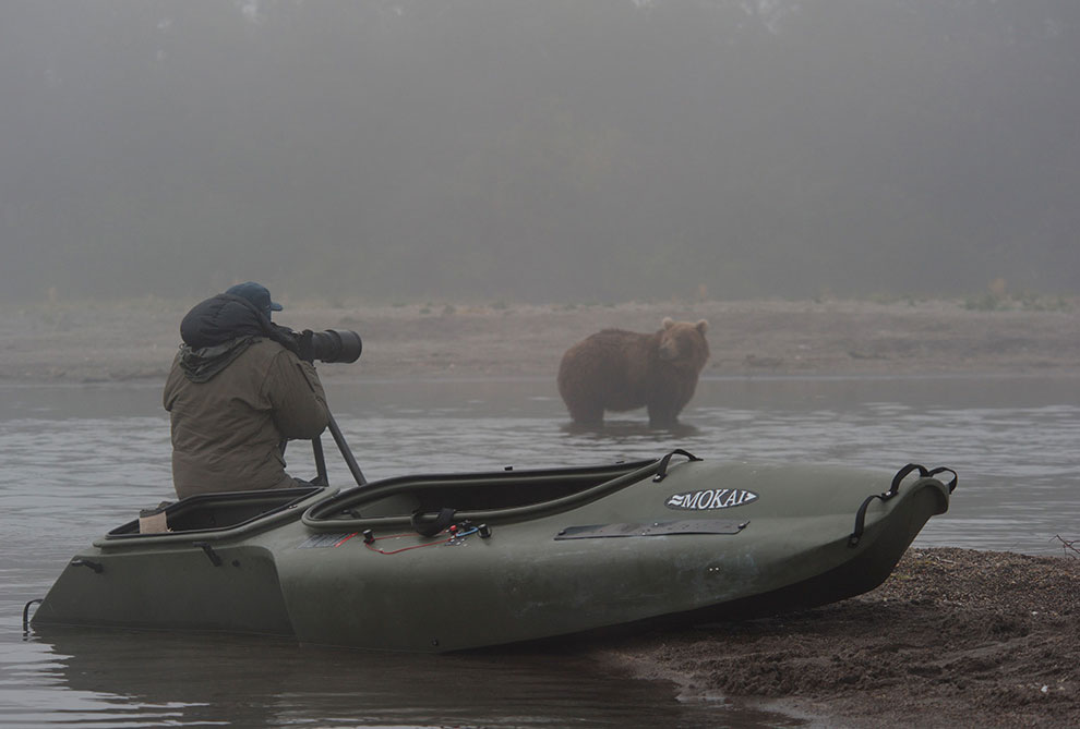Медведи на Камчатке