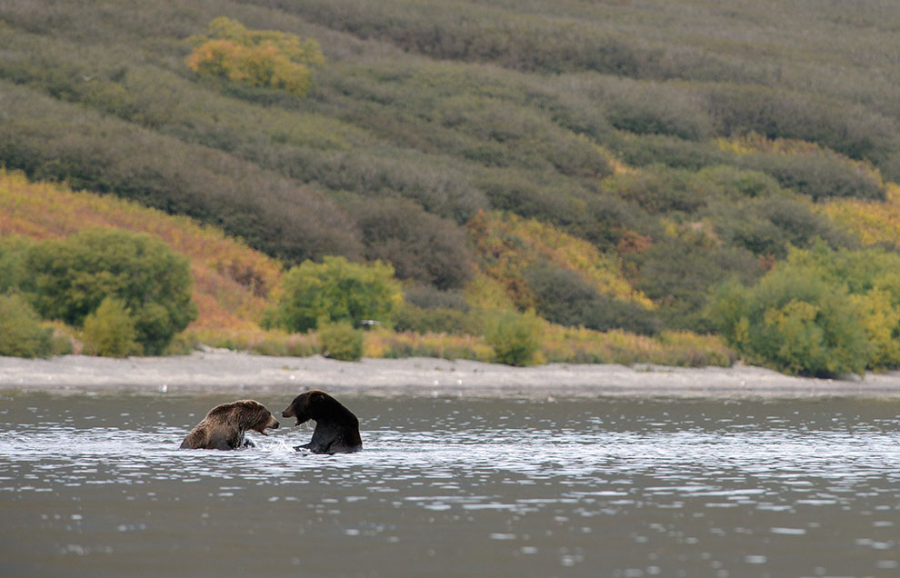 Медведи на Камчатке