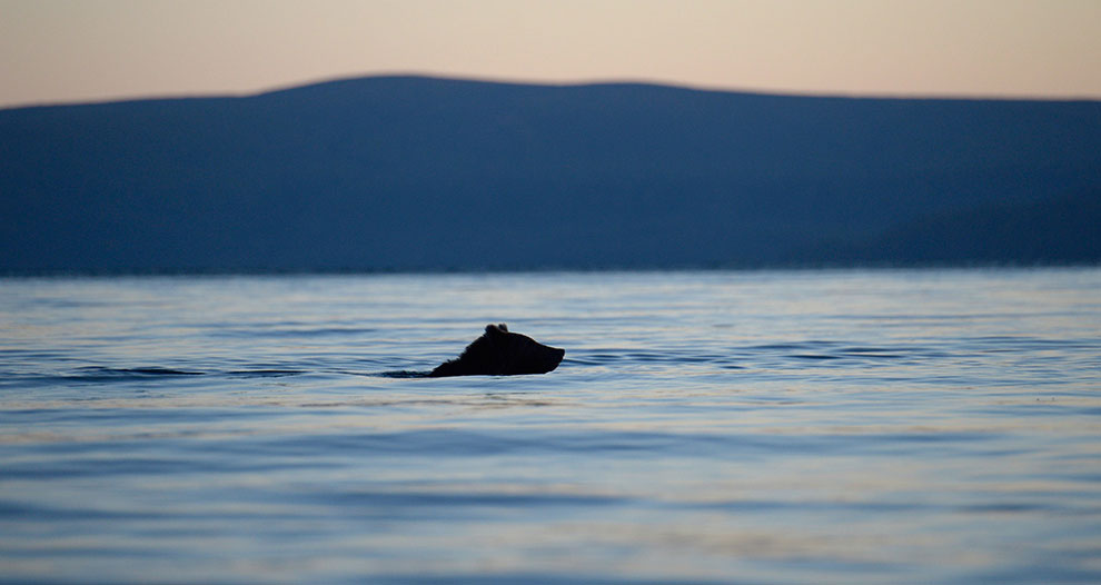 Медведи на Камчатке