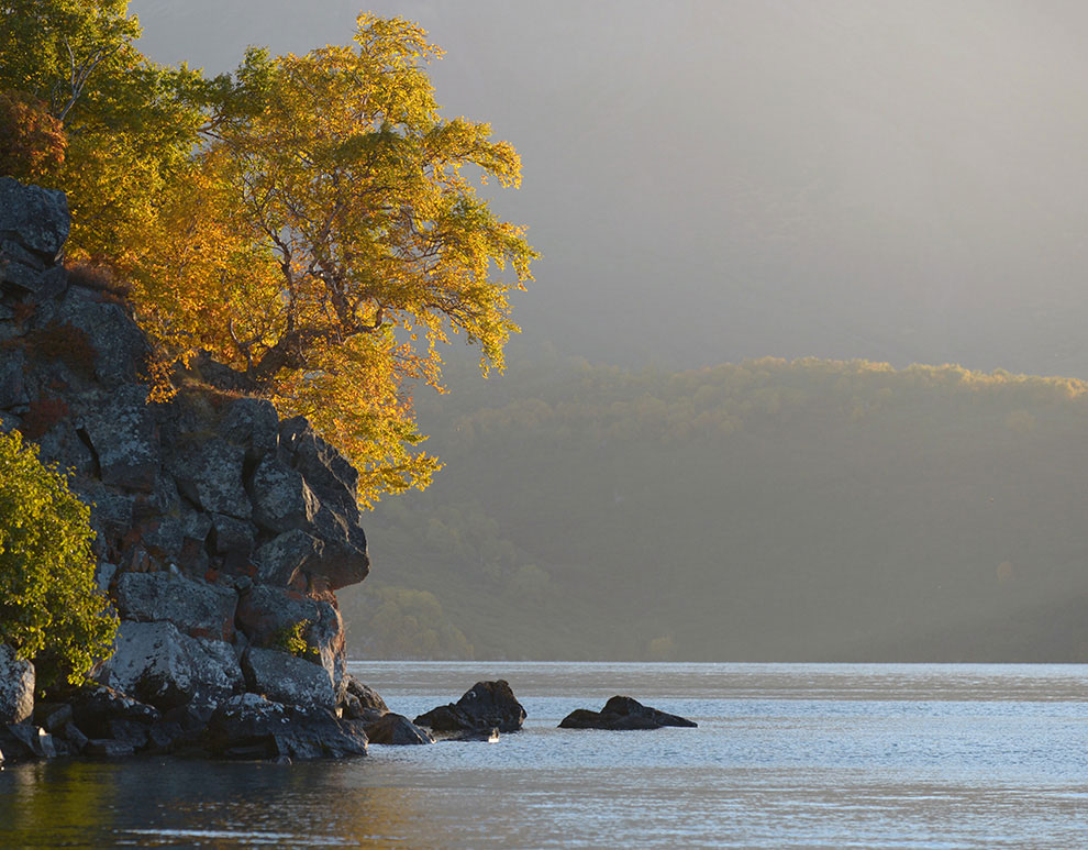 Медведи на Камчатке