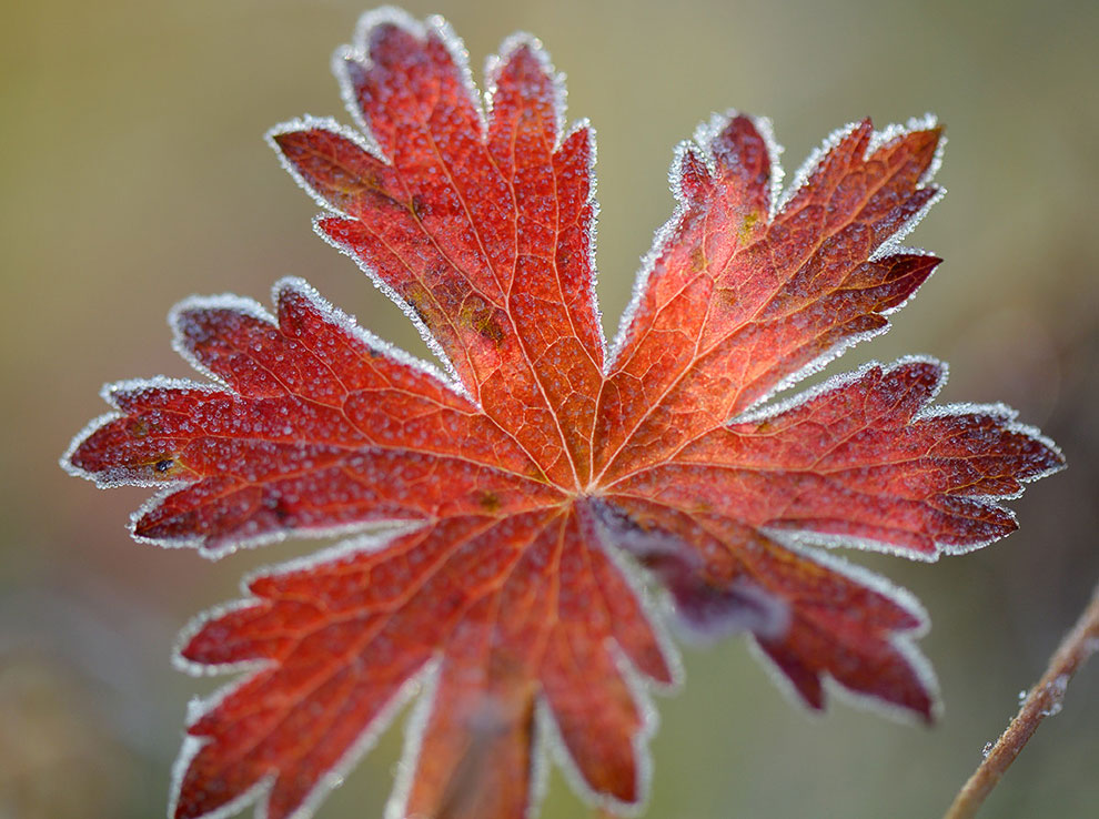 Медведи на Камчатке