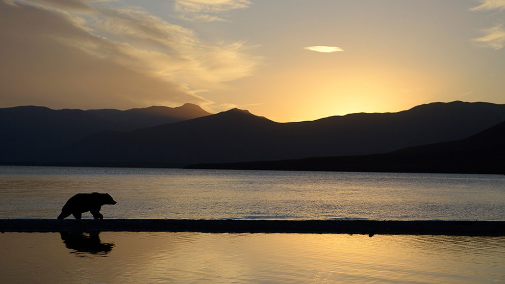 Медведи на Камчатке