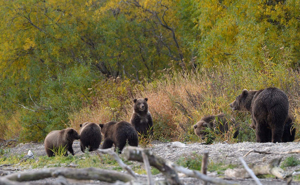 Медведи на Камчатке