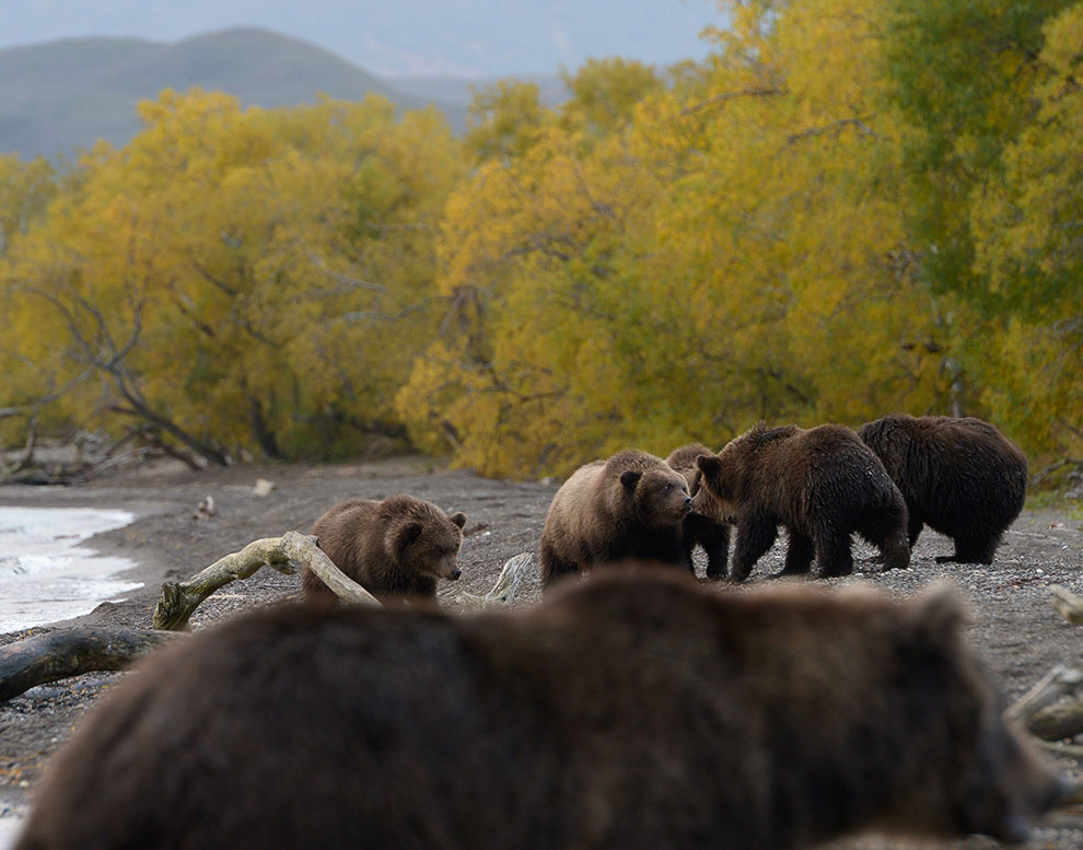 Медведи на Камчатке
