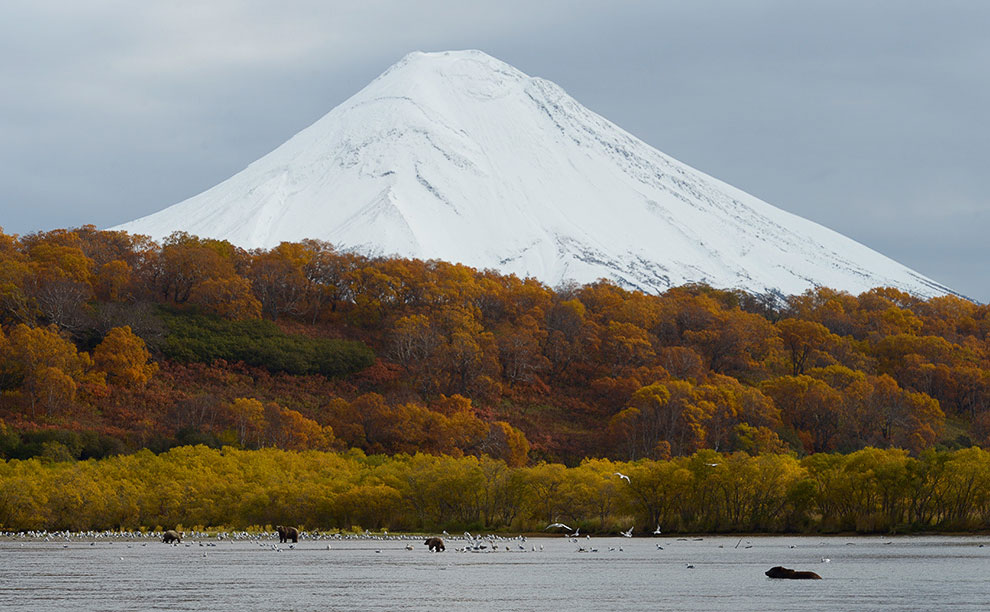 Медведи на Камчатке