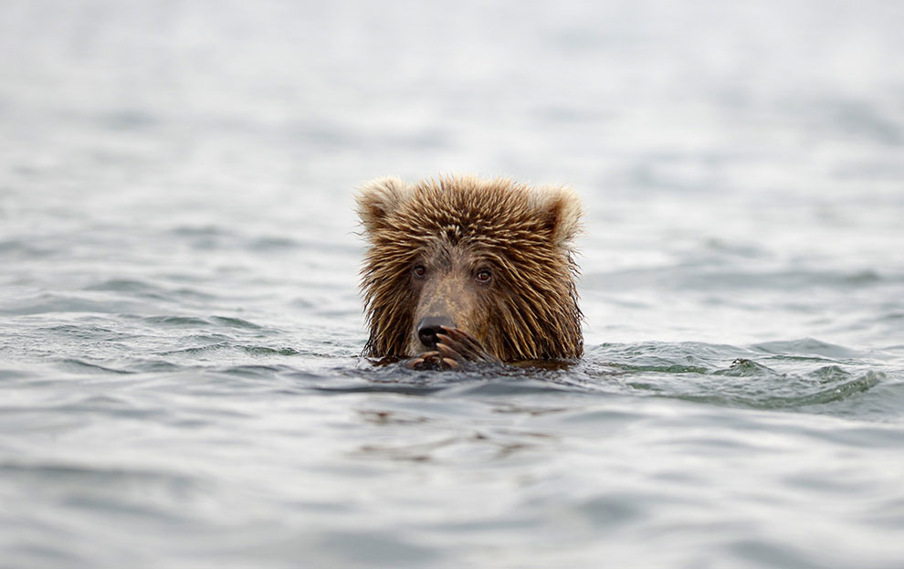 Медведи на Камчатке