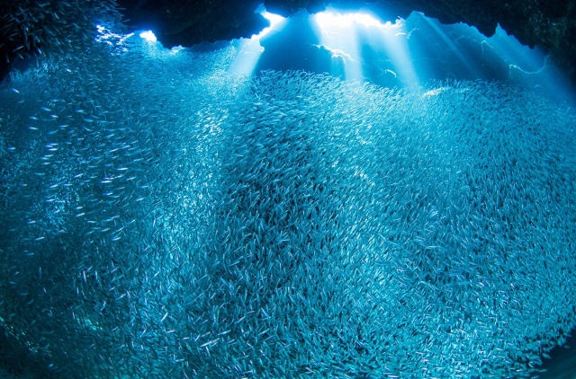 Интересные фото обо всем на свете