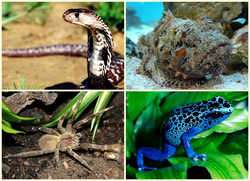 Топ-10 самых ядовитых животных на планете