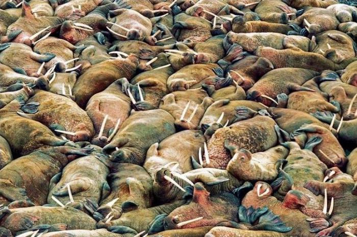 Красота множества