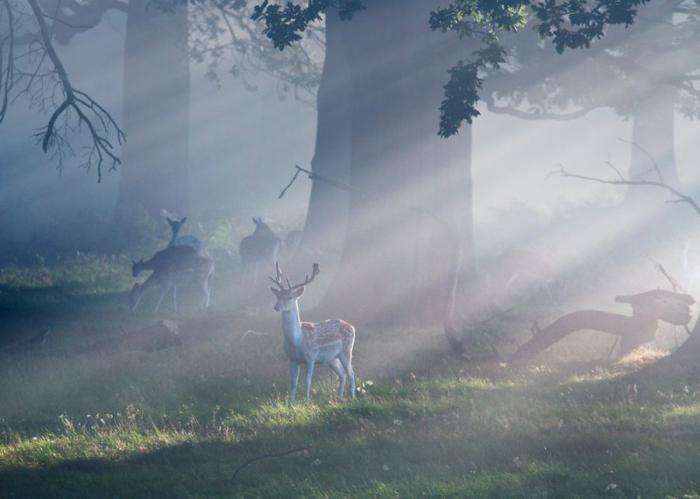 Прикольные картинки