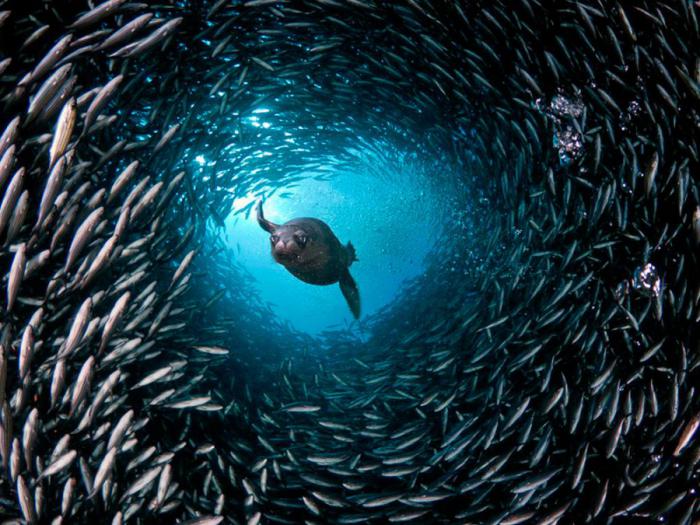 Прикольные картинки