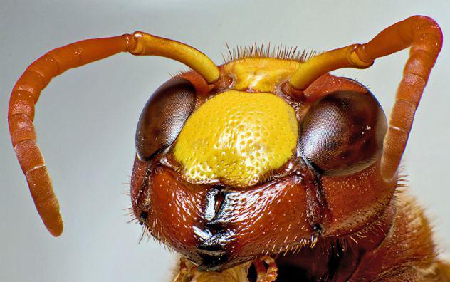 Как узнать пришельца Как узнать пришельца