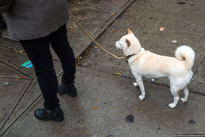 Прогулка по самым русским районам Нью-Йорка