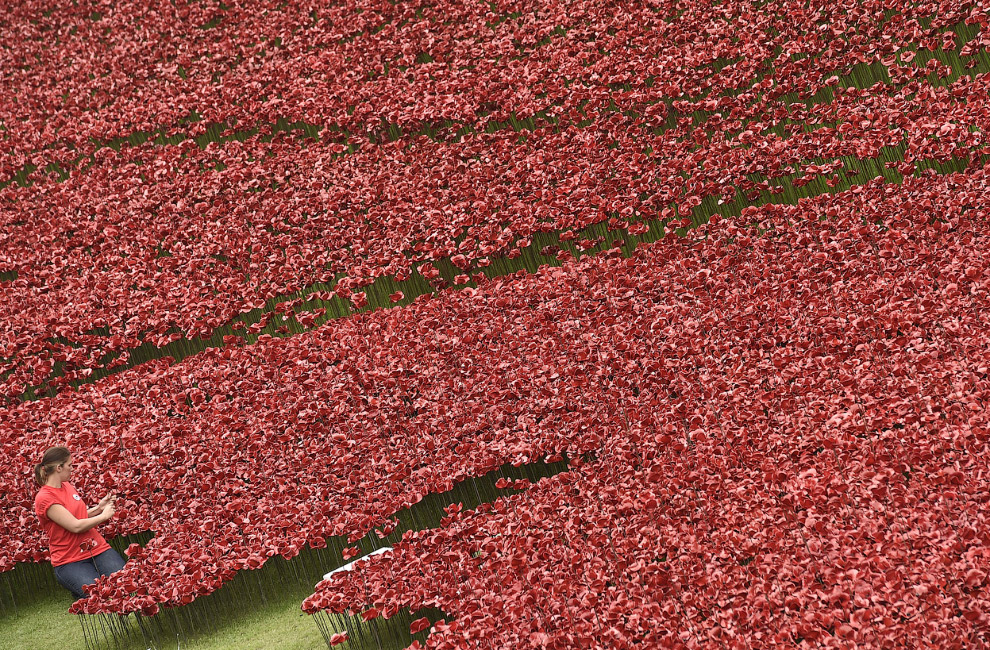 Море красных маков в лондонском Тауэре