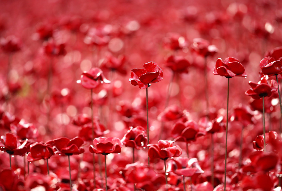 Море красных маков в лондонском Тауэре