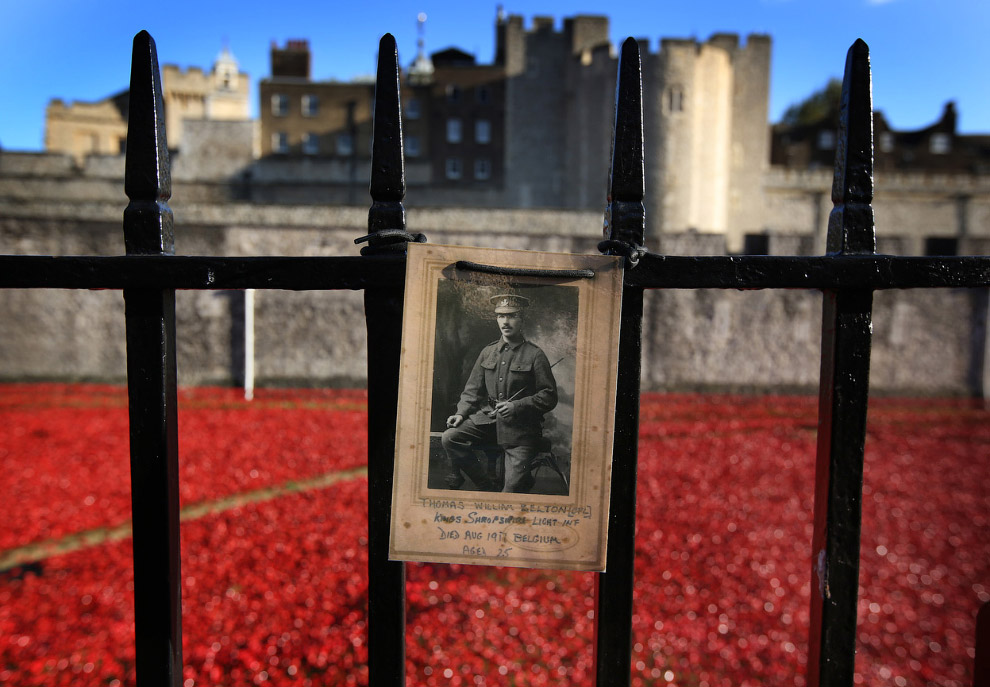 Море красных маков в лондонском Тауэре