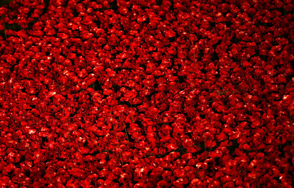 Море красных маков в лондонском Тауэре