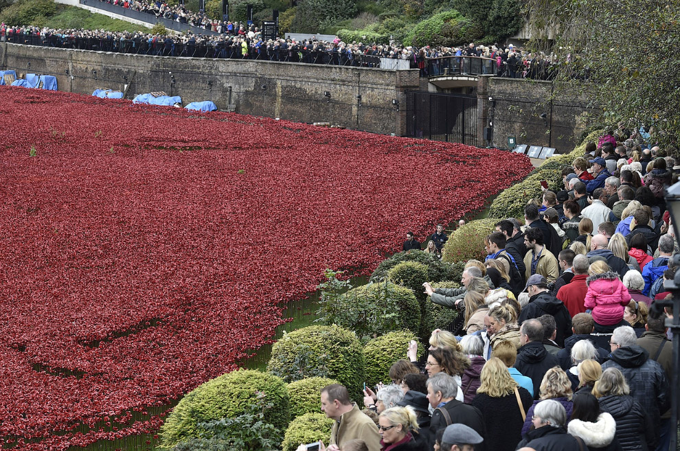 Море красных маков в лондонском Тауэре