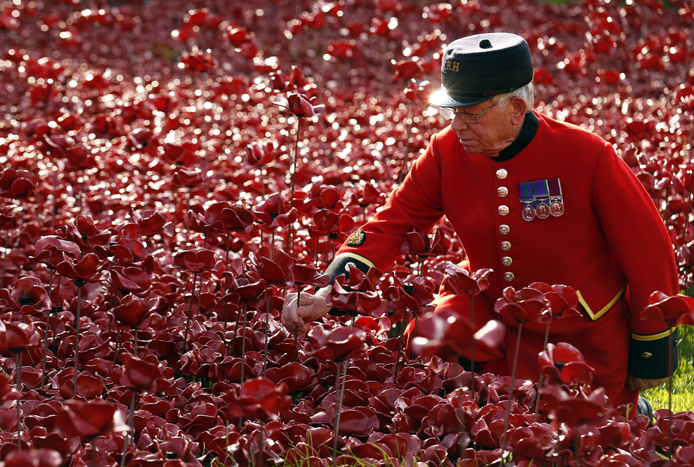Море красных маков в лондонском Тауэре