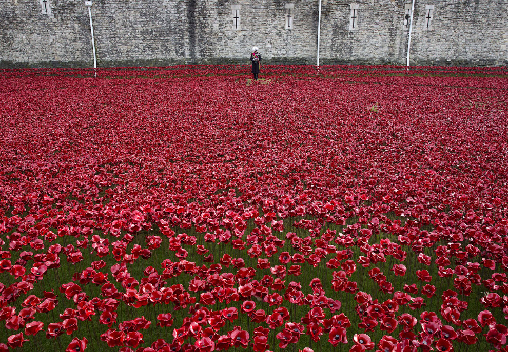 Море красных маков в лондонском Тауэре