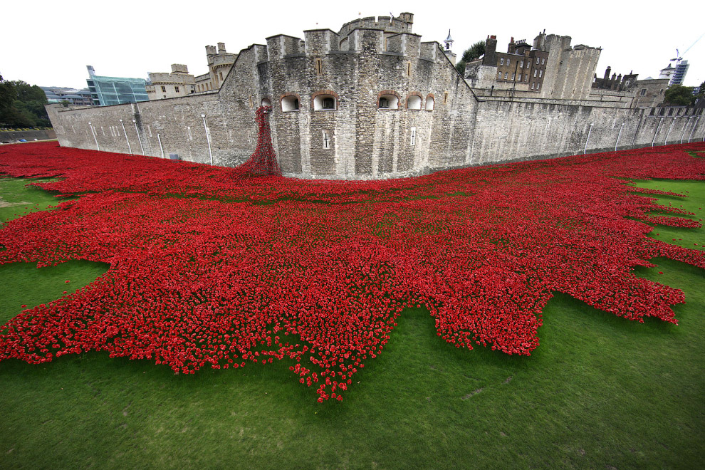 Море красных маков в лондонском Тауэре