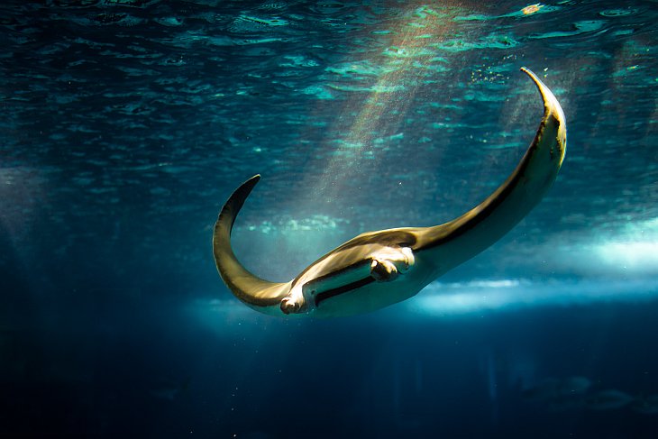 Скаты — водоплавающие бабочки