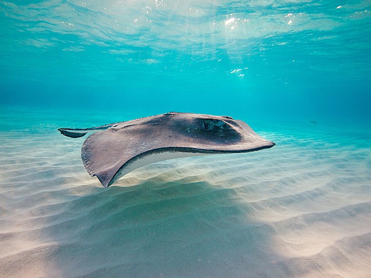 Скаты — водоплавающие бабочки
