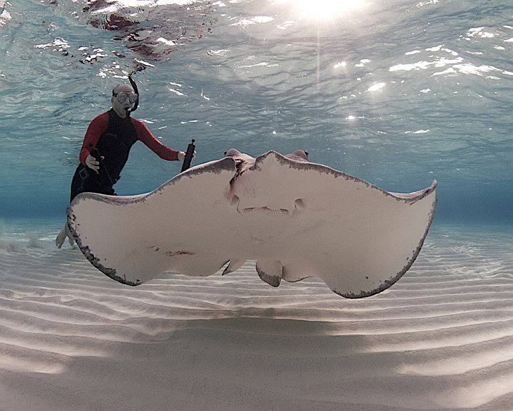 Скаты — водоплавающие бабочки